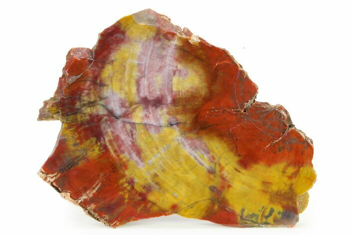 Polished Petrified Wood (Araucarioxylon) Slab - Arizona #336633
